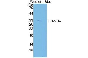 Detection of Recombinant LIPG, Mouse using Polyclonal Antibody to Lipase, Endothelial (LIPG) (LIPG Antikörper  (AA 115-369))