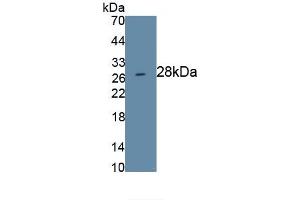 Detection of Recombinant PROM1, Human using Monoclonal Antibody to Prominin 1 (PROM1) (CD133 Antikörper  (AA 171-431))