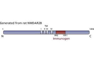 Image no. 3 for anti-Glutamate Receptor, Ionotropic, N-Methyl D-Aspartate 2B (GRIN2B) (AA 892-1051) antibody (ABIN967956) (GRIN2B Antikörper  (AA 892-1051))