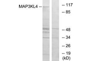 Western blot analysis of extracts from HT-29 cells, using MAP3KL4 Antibody. (MLK4 Antikörper  (AA 631-680))