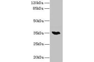 Western blot All lanes: LYSMD3 antibody at 6 μg/mL + Mouse heart tissue Secondary Goat polyclonal to rabbit IgG at 1/10000 dilution Predicted band size: 35, 15, 18 kDa Observed band size: 35 kDa (LYSMD3 Antikörper  (AA 1-127))