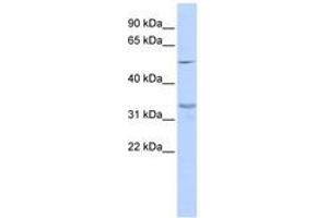 Image no. 1 for anti-Zinc Finger Protein 765 (ZNF765) (AA 288-337) antibody (ABIN6741084) (ZNF765 Antikörper  (AA 288-337))