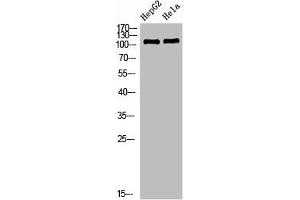 Western Blot analysis of HEPG2 Hela cells using NLRX1 Polyclonal Antibody diluted at 1:1000.
