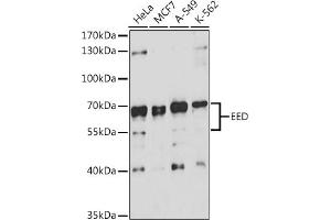 Western blot analysis of extracts of various cell lines, using EED antibody (ABIN6133691, ABIN6139940, ABIN6139943 and ABIN6216521) at 1:3000 dilution. (EED Antikörper  (AA 1-100))