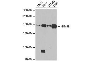 Western blot analysis of extracts of various cell lines, using KDM5B antibody. (KDM5B Antikörper)