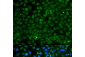 Immunofluorescence analysis of A549 cells using WDR45 Polyclonal Antibody (WDR45 Antikörper)