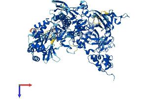 POLR3B Protein (AA 1-1133) (His tag)