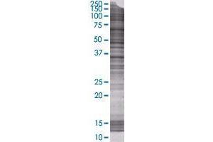 C10orf59 transfected lysate. (C10orf59 293T Cell Transient Overexpression Lysate(Denatured))