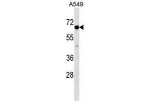 CLPTM1L Antibody (C-term) western blot analysis in A549 cell line lysates (35µg/lane).