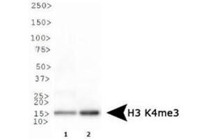 Western Blotting (WB) image for anti-Histone 3 (H3) (H3K4me3) antibody (ABIN5706774)