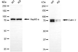 Western blotting analysis using cullin 2 antibody (ABIN7798177). (Rekombinanter Cullin 2 Antikörper)
