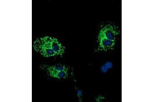 Anti-HIBCH mouse monoclonal antibody (ABIN2453130) immunofluorescent staining of COS7 cells transiently transfected by pCMV6-ENTRY HIBCH (RC209814). (HIBCH Antikörper)