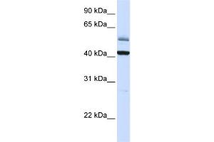 WB Suggested Anti-ARMCX1 Antibody Titration:  0. (ARMCX1 Antikörper  (C-Term))