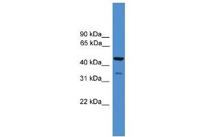 WB Suggested Anti-TAF5L Antibody Titration:  0. (TAF5L Antikörper  (N-Term))