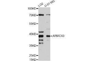 Western blot analysis of extracts of various cell lines, using ARMCX3 antibody (ABIN5995951) at 1/2000 dilution. (ARMCX3 Antikörper)