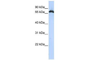 RAVER1 antibody used at 1 ug/ml to detect target protein. (RAVER1 Antikörper  (Middle Region))