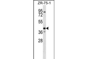 KCNK1 Antibody (C-term) (ABIN656655 and ABIN2845896) western blot analysis in ZR-75-1 cell line lysates (35 μg/lane). (KCNK1 Antikörper  (C-Term))