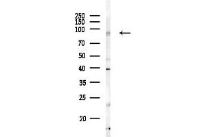 anti-G Protein-Coupled Receptor 56 (GPR56) antibody