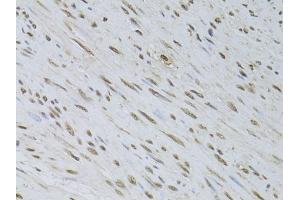 Immunohistochemistry of paraffin-embedded rat testis using HDGFRP3 Rabbit pAb (ABIN6133452, ABIN6141699, ABIN6141700 and ABIN6224799) at dilution of 1:150 (40x lens). (HDGFRP3 Antikörper  (AA 90-203))