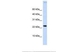 Image no. 1 for anti-Chromatin Accessibility Complex 1 (CHRAC1) (C-Term) antibody (ABIN6737871) (CHRAC1 Antikörper  (C-Term))