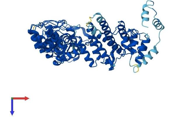FEM1B Protein (AA 1-627) (His tag)