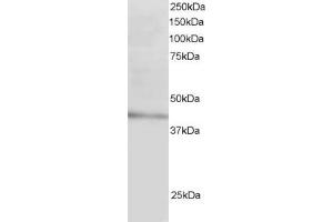 ABIN185037 staining (3µg/ml) of Human Liver lysate (RIPA buffer, 30µg total protein per lane). (LDLRAP1 Antikörper  (N-Term))