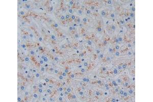 Used in DAB staining on fromalin fixed paraffin- embedded liver tissue (Ladinin 1 Antikörper  (AA 1-192))