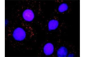 Proximity Ligation Analysis of protein-protein interactions between SMARCB1 and BAZ1B. (SMARCB1 Antikörper  (AA 1-385))