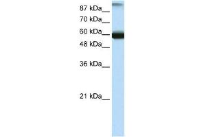 GTF3C5 antibody used at 0.