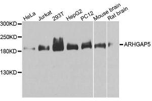 Western blot analysis of extracts of various cell lines, using ARHGAP5 antibody. (ARHGAP5 Antikörper  (AA 1292-1501))