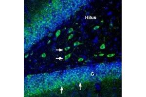 Expression of Na+/K+ ATPase α3 (ATP1A3) in rat hippocampus - Immunohistochemical staining of perfusion-fixed frozen rat brain sections with Anti-Alpha 3 Na+/K+ ATPase Antibody (ABIN7042962, ABIN7044641 and ABIN7044642), (1:200), followed by goat-anti-rabbit-AlexaFluor-488. (ATP1A3 Antikörper  (Intracellular, N-Term))