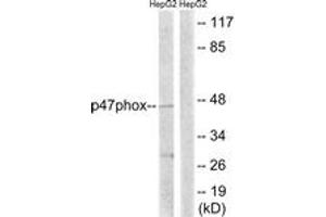 Western blot analysis of extracts from HepG2 cells, treated with TNF 20ng/ml 5', using p47 phox (Ab-345) Antibody. (NCF1 Antikörper  (AA 311-360))