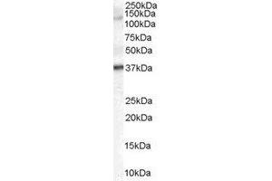 Western Blotting (WB) image for anti-Galanin Receptor 3 (GALR3) (C-Term) antibody (ABIN2465744) (GALR3 Antikörper  (C-Term))