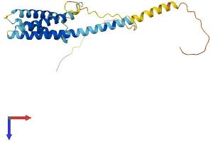 CMTM4 Protein (AA 1-234) (His tag)