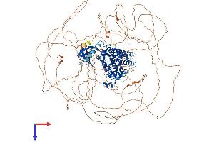 HIPK2 Protein (AA 1-1196) (His tag)