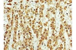Immunohistochemistry (IHC) image for anti-ArsA Arsenite Transporter, ATP-Binding, Homolog 1 (ASNA1) (AA 1-348) antibody (ABIN7145033)