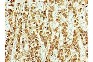 Immunohistochemistry of paraffin-embedded human adrenal gland tissue using ABIN7145033 at dilution of 1:100 (ASNA1 Antikörper  (AA 1-348))