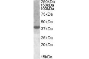 ABIN263217 (1µg/ml) staining of nuclear HeLa lysate (35µg protein in RIPA buffer).