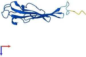 CHURC1 Protein (AA 1-112) (His tag)