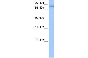 TTC14 antibody used at 0. (TTC14 Antikörper  (N-Term))