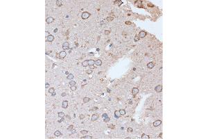 Immunohistochemistry of paraffin-embedded Rat brain using OR2S2 Rabbit pAb (ABIN7269087) at dilution of 1:100 (40x lens). (OR2S2 Antikörper  (AA 200-300))