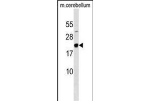 FG Antibody (N-term) (ABIN1538836 and ABIN2849341) western blot analysis in mouse cerebellum tissue lysates (35 μg/lane). (Mafg Antikörper  (N-Term))