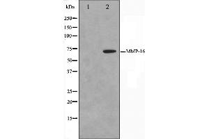 Western blot analysis on HepG2 cell lysate using MMP16 Antibody. (MMP16 Antikörper  (C-Term))