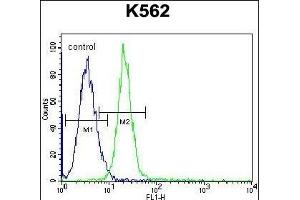 JAG1 Antibody (C-term) (ABIN656080 and ABIN2845426) flow cytometric analysis of K562 cells (right histogram) compared to a negative control cell (left histogram). (JAG1 Antikörper  (C-Term))