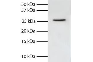 Total cell lysates from Jurkat cells were resolved by electrophoresis, transferred to PVDF membrane, and probed with Mouse Anti-Human FADD-UNLB secondary antibody and chemiluminescent detection. (FADD Antikörper  (Sepharose))