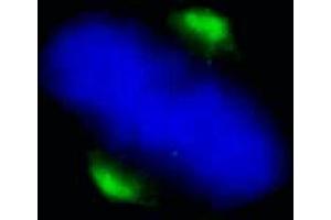 Immunofluorescence (IF) image for anti-Asp (Abnormal Spindle) Homolog, Microcephaly Associated (ASPM) (C-Term) antibody (ABIN7448380)