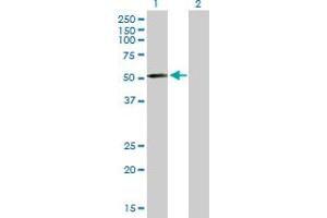Western Blot analysis of MMP10 expression in transfected 293T cell line by MMP10 MaxPab polyclonal antibody. (MMP10 Antikörper  (AA 1-476))