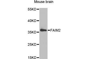 Western blot analysis of extracts of mouse brain, using FAIM2 antibody (ABIN1877138) at 1:1000 dilution. (FAIM2 Antikörper)