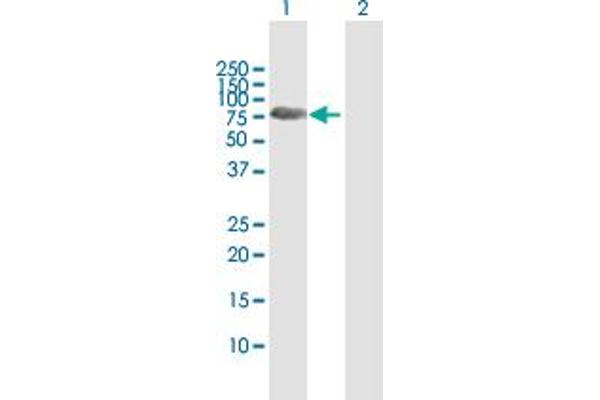 Synapsin III Antikörper  (AA 1-580)