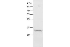 Western Blotting (WB) image for Synuclein, alpha (SNCA) (AA 1-140) protein (His-IF2DI Tag) (ABIN7125300)
